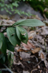 Ruscus hypoglossum