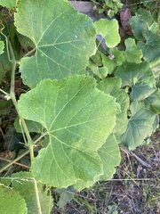 Vitis californica