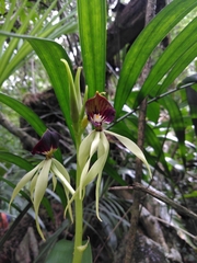Prosthechea cochleata