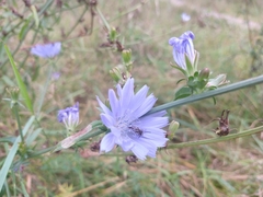 Cichorium intybus