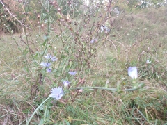 Cichorium intybus