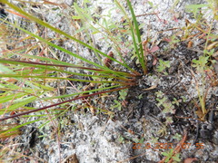 Xyris difformis