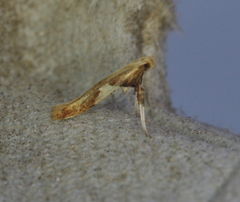 Caloptilia packardella