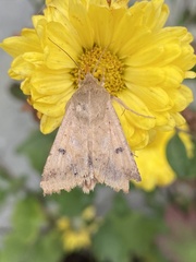 Helicoverpa armigera