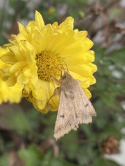 Helicoverpa armigera