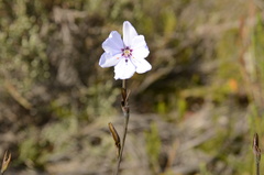 Aristea spiralis