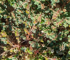 Euphorbia velleriflora