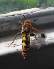Xanthocampsomeris limosa