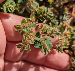 Euphorbia velleriflora