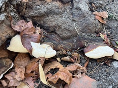 Ganoderma oregonense