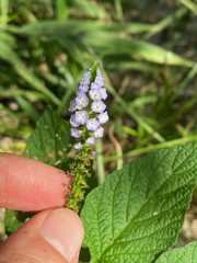 Heliotropium indicum