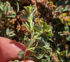 Euphorbia velleriflora