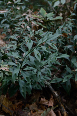 Ruscus hypoglossum