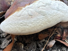 Ganoderma oregonense