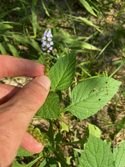 Heliotropium indicum