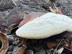 Ganoderma oregonense