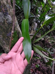 Prosthechea cochleata