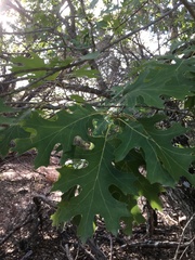 Quercus buckleyi