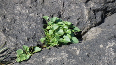Violaceae