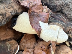 Ganoderma oregonense