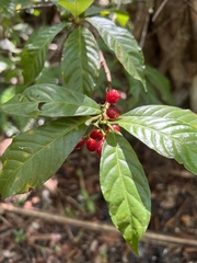 Psychotria nervosa