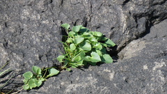 Violaceae