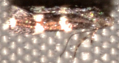 Elachista illectella