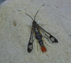 Synanthedon acerrubri