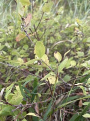 Symphoricarpos occidentalis