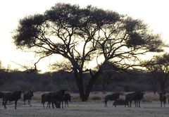 Connochaetes taurinus taurinus