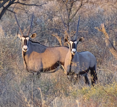 Oryx gazella