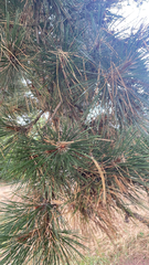Pinus