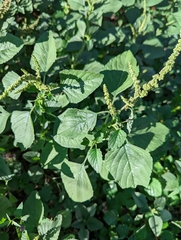 Amaranthus viridis