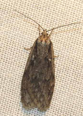 Semioscopis aurorella