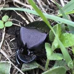 Phanaeus triangularis