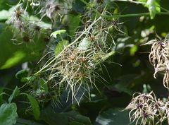 Clematis dioica