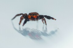 Euophrys nigripalpis