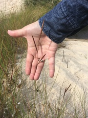 Sporobolus pumilus