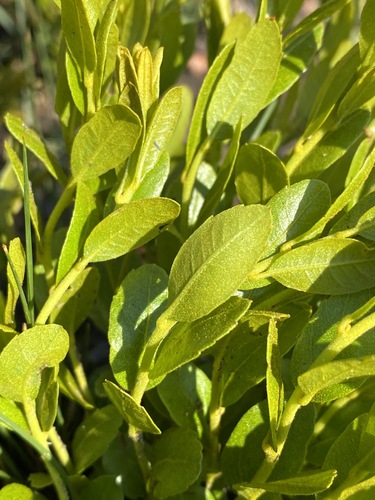 Morella brevifolia image