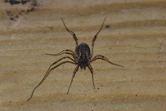 Oligolophinae