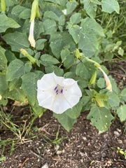 Datura discolor