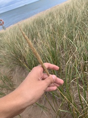 Ammophila breviligulata