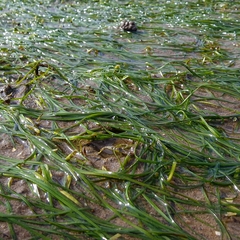 Zostera noltei