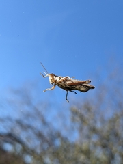Melanoplus cinereus