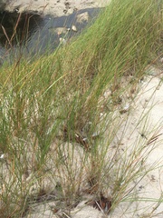 Sporobolus pumilus