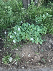 Datura discolor