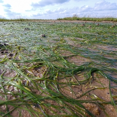 Zostera noltei