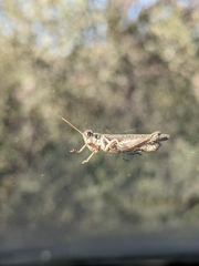 Melanoplus cinereus