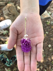 Gomphrena globosa
