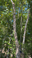 Betula nigra